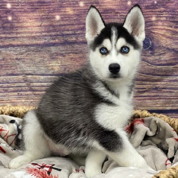 Siberian Husky-DOG-Male-blk & wh-4660-Petland Woodlands, TX