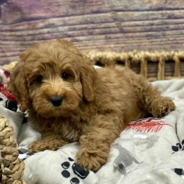 Mini Goldendoodle-DOG-Female-rd-4659-Petland Woodlands, TX