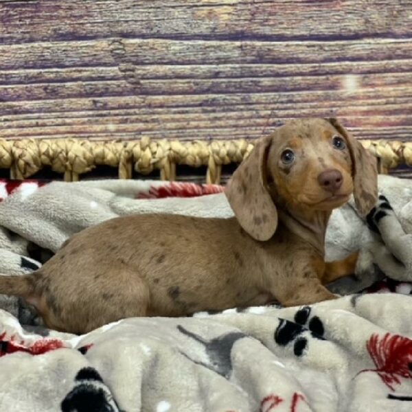 Dachshund-DOG-Female-chlt dpl-4664-Petland Woodlands, TX