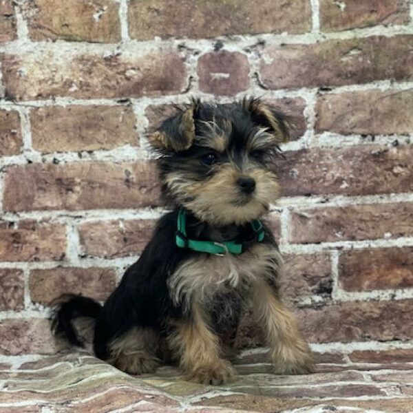Shorkie-DOG-Male-bllk & wh-4640-Petland Woodlands, TX