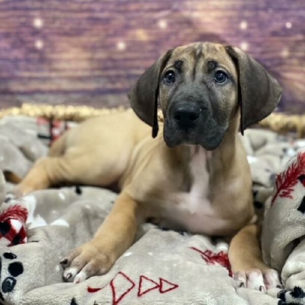 Great Dane-DOG-Female-fn-4655-Petland Woodlands, TX
