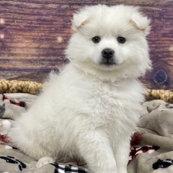 American Eskimo-DOG-Male-wh-4657-Petland Woodlands, TX