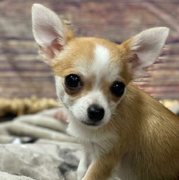 Chihuahua-DOG-Female-sbl & wh-4665-Petland Woodlands, TX