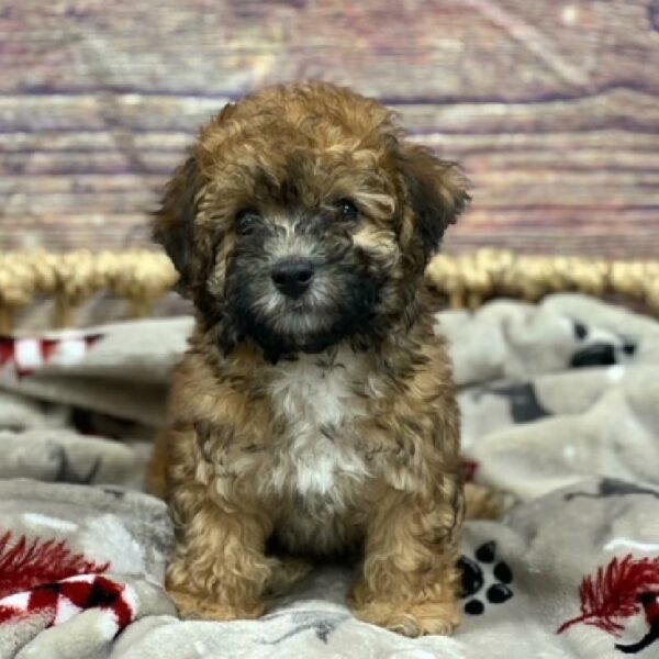 Malshi-DOG-Female-wh & cr-4663-Petland Woodlands, TX