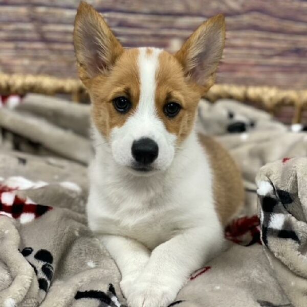 Pembroke Welsh Corgi-DOG-Male-white and tan-4662-Petland Woodlands, TX