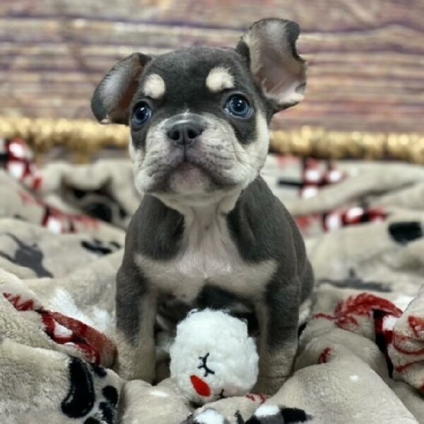 French Bulldog-DOG-Female-bl & tn-4661-Petland Woodlands, TX