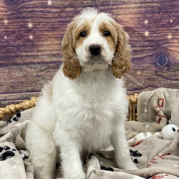 Irishdoodle-DOG-Female-rd & wh-4672-Petland Woodlands, TX