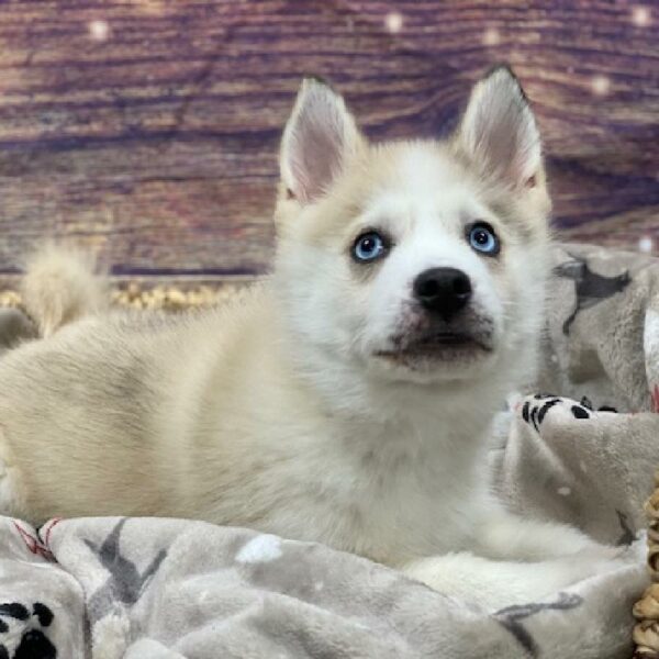 Pomsky-DOG-Male-tn & wh mrl mkgs-4668-Petland Woodlands, TX