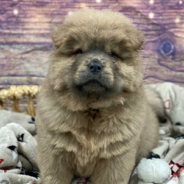 Chow Chow-DOG-Male-cmn-4677-Petland Woodlands, TX