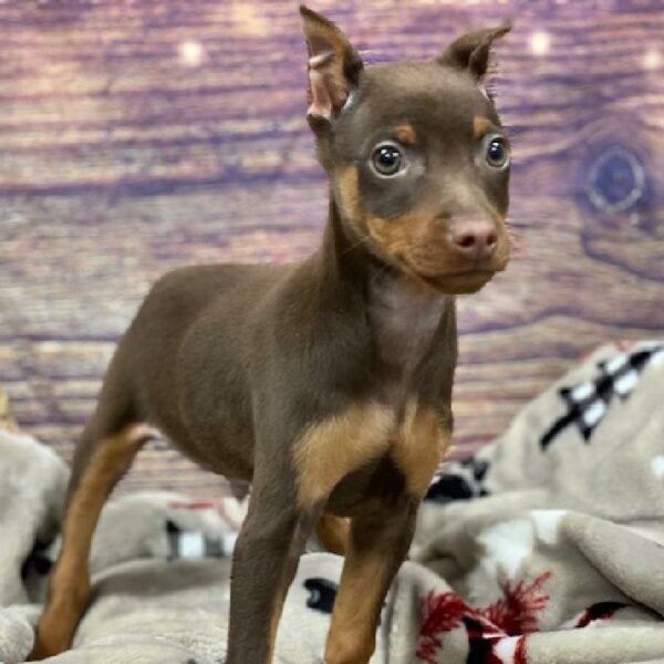 Min Pin-DOG-Male-chlt & rst-4671-Petland Woodlands, TX