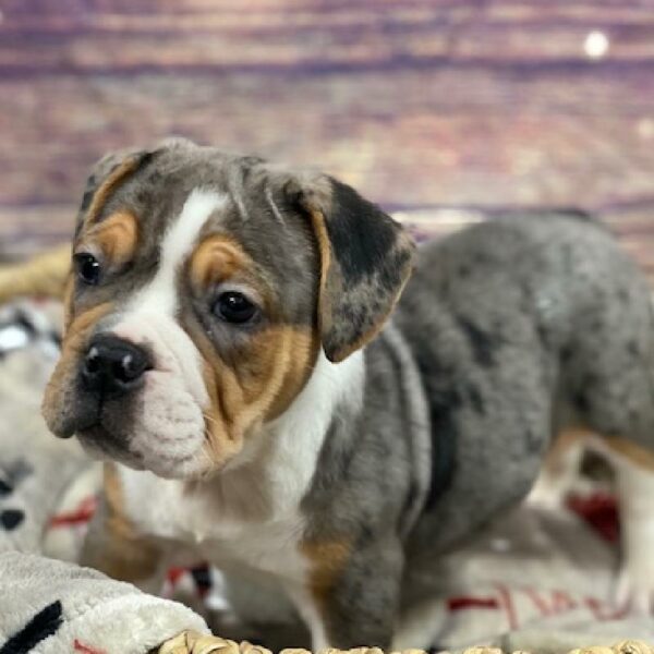 Beabull-DOG-Female-bl mrl & tn-4678-Petland Woodlands, TX