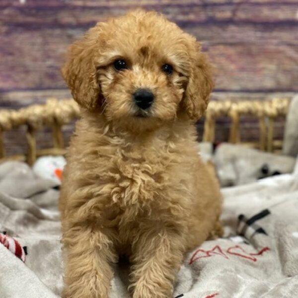 Mini Goldendoodle-DOG-Female-rd-4674-Petland Woodlands, TX