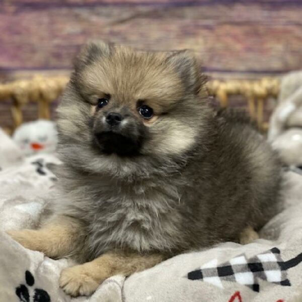 Pomeranian-DOG-Male-drk sbl-4669-Petland Woodlands, TX