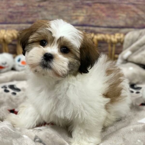 Teddy Bear-DOG-Male-wh & sbl-4666-Petland Woodlands, TX