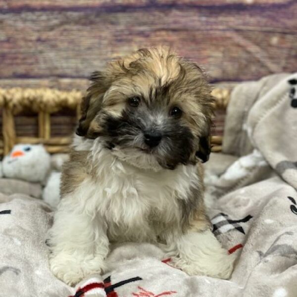 Havanese-DOG-Male-br & wh-4673-Petland Woodlands, TX