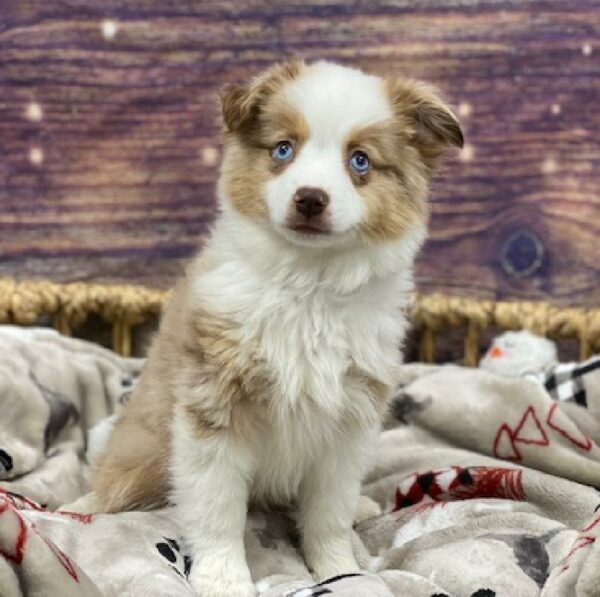 Miniature Australian Shepherd-DOG-Female-Red Merle-4681-Petland Woodlands, TX