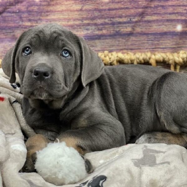 Cane Corso-DOG-Female-bl & tn-4685-Petland Woodlands, TX