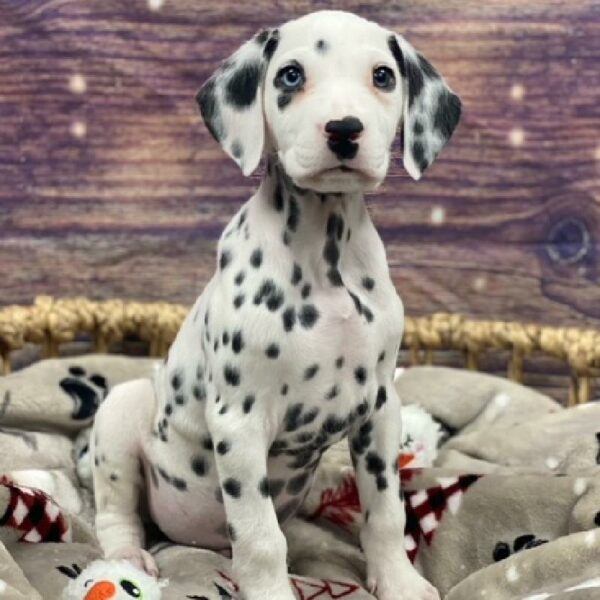 Dalmatian-DOG-Male-wh & blk-4695-Petland Woodlands, TX