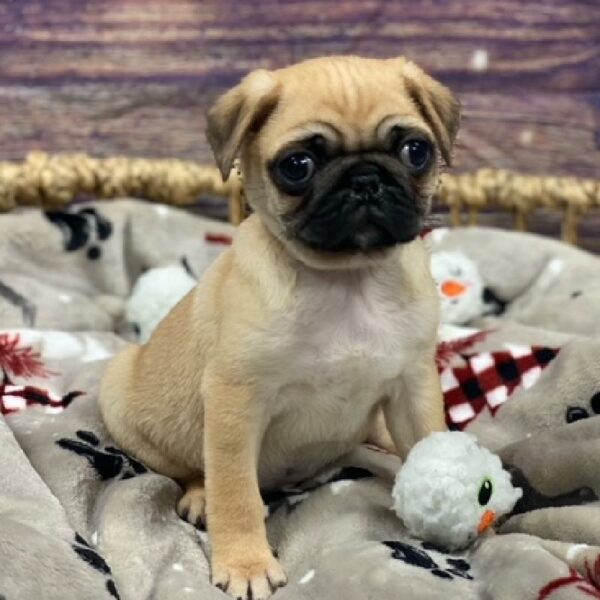 Pug-DOG-Male-Apricot Fawn-4686-Petland Woodlands, TX