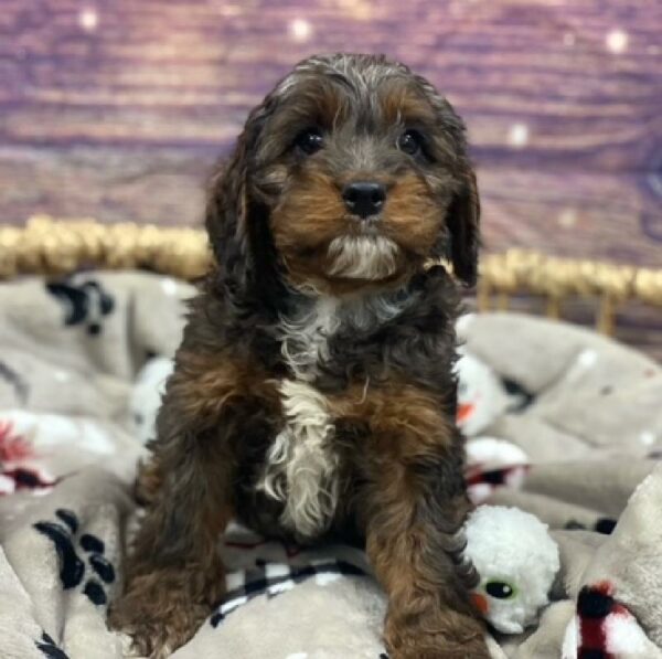 Cockapoo-DOG-Male-Blue Roan and Tan-4688-Petland Woodlands, TX