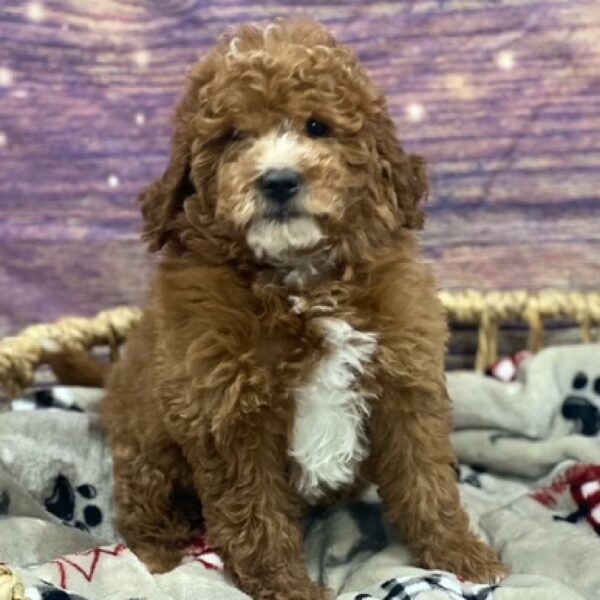 Mini Goldendoodle-DOG-Female-rd , wh mkgs-4693-Petland Woodlands, TX