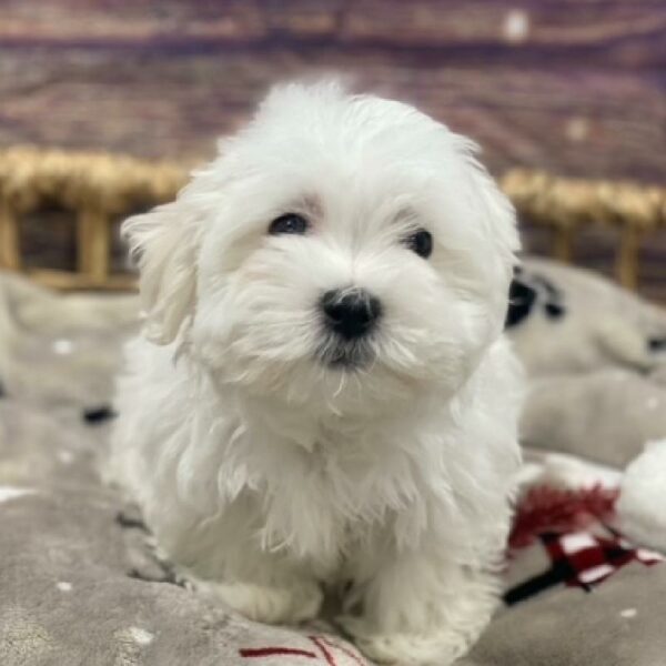 Maltese-DOG-Female-wh-4692-Petland Woodlands, TX