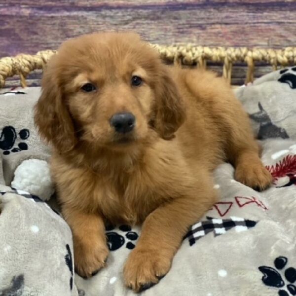 Golden Retriever-DOG-Female-gldn-4694-Petland Woodlands, TX