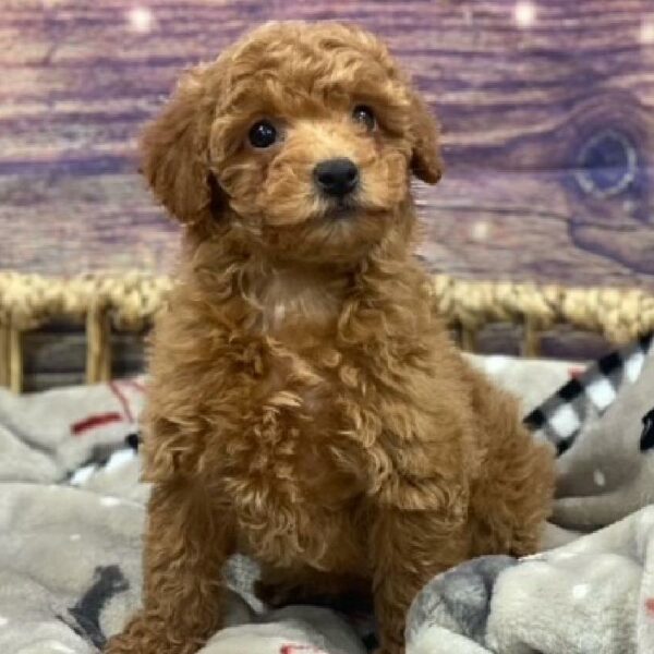 Mini Poodle-DOG-Female-apct-4691-Petland Woodlands, TX