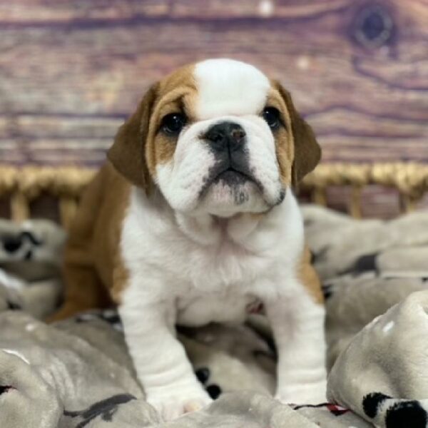 English Bulldog-DOG-Male-rd & wh-4707-Petland Woodlands, TX