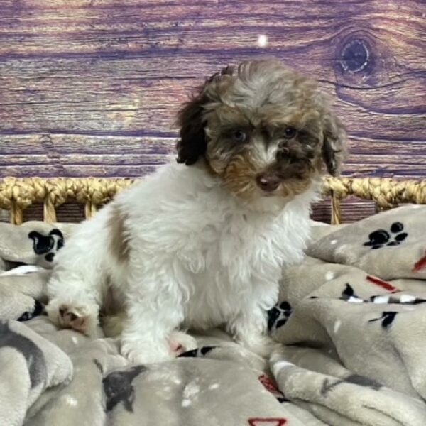 Mini Poodle-DOG-Female-choc mrl, prti-4699-Petland Woodlands, TX