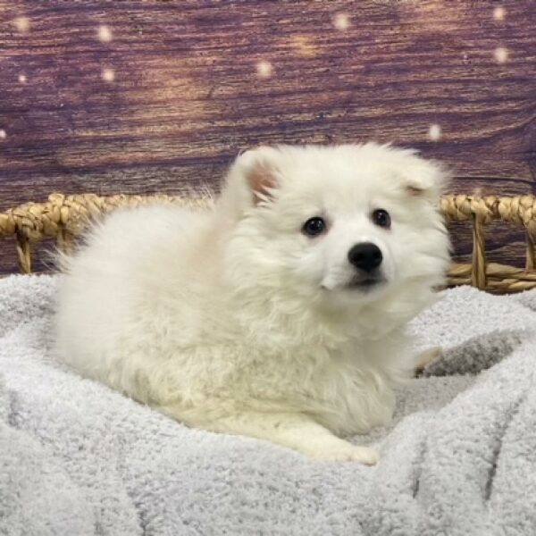 American Eskimo DOG Male White 4708 Petland Woodlands, TX
