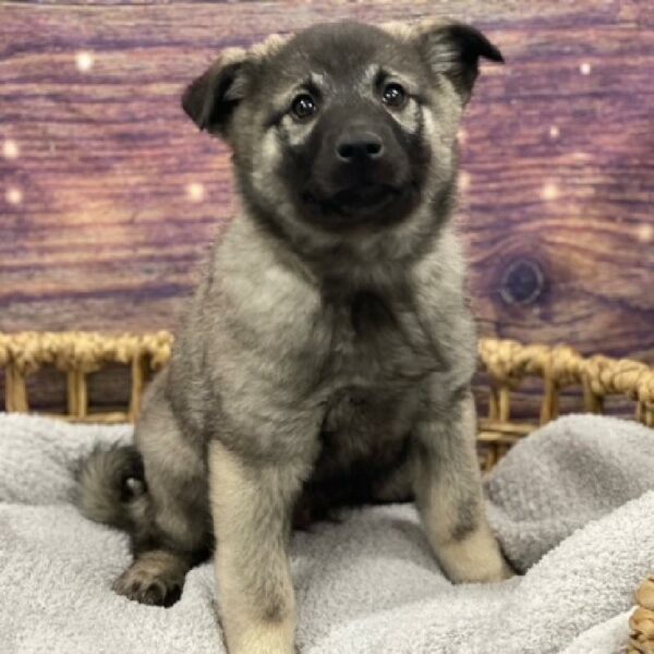 Norwegian Elkhound-DOG-Male-gr blk & slvr-4714-Petland Woodlands, TX