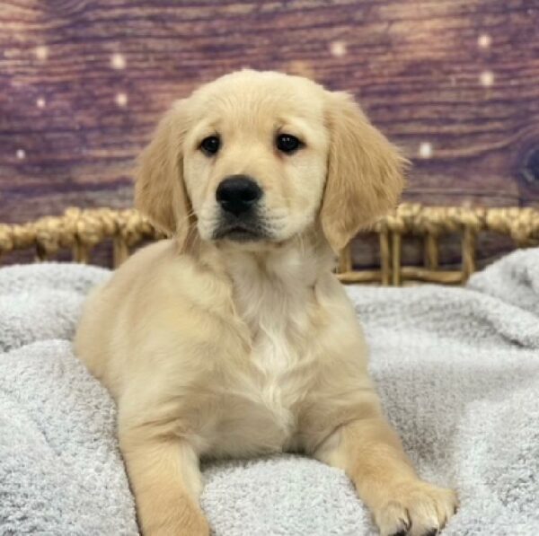 Golden Retriever-DOG-Male-gldn-4716-Petland Woodlands, TX