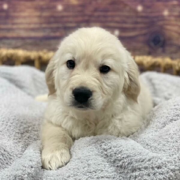 Golden Retriever-DOG-Female-cr-4715-Petland Woodlands, TX