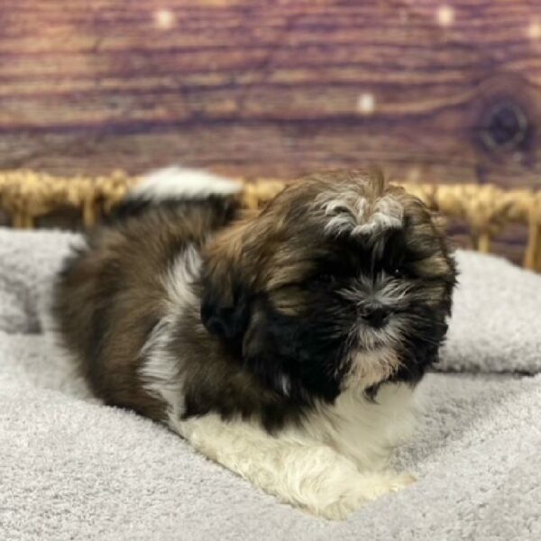 Shih Tzu-DOG-Male-tn & wh-4713-Petland Woodlands, TX