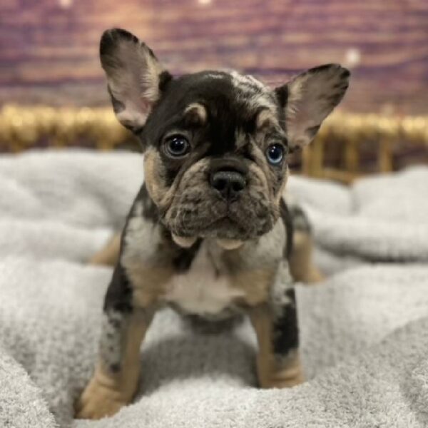 French Bulldog-DOG-Male-mrl-4712-Petland Woodlands, TX