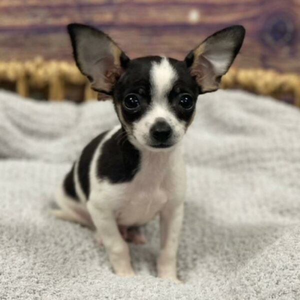 Chihuahua-DOG-Male-blk & wh-4718-Petland Woodlands, TX