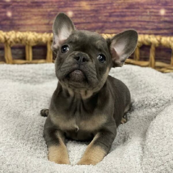 French Bulldog-DOG-Female-bl & tn-4728-Petland Woodlands, TX