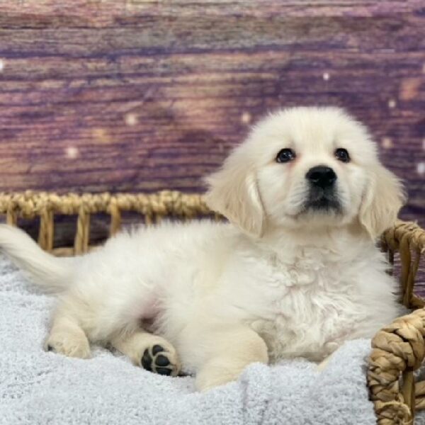 Golden Retriever-DOG-Male-cr-4727-Petland Woodlands, TX