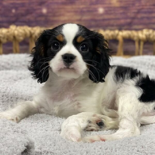 Cavalier King Charles Spaniel-DOG-Female-blk & wh-4733-Petland Woodlands, TX