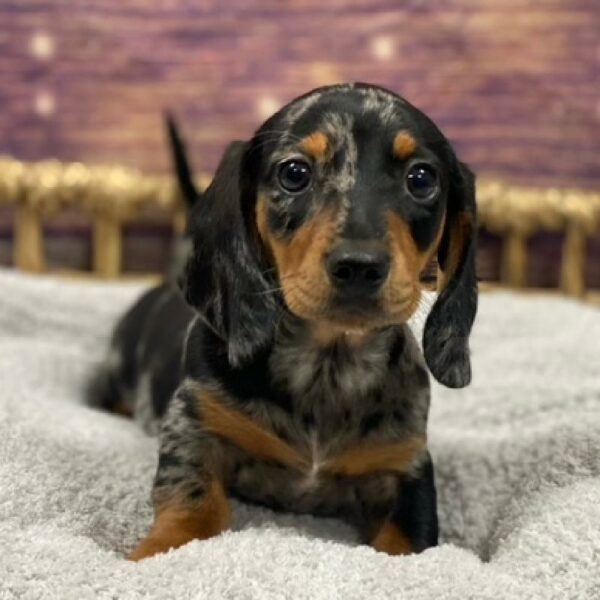 Dachshund-DOG-Male-bl dpl-4730-Petland Woodlands, TX