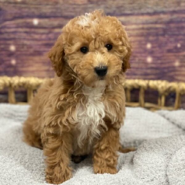 Mini Poodle-DOG-Female-rd-4725-Petland Woodlands, TX