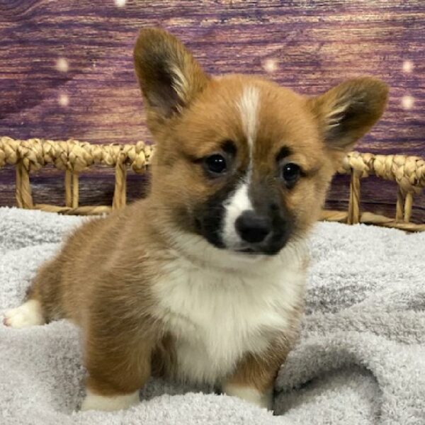 Pembroke Welsh Corgi-DOG-Male-Sable-4724-Petland Woodlands, TX
