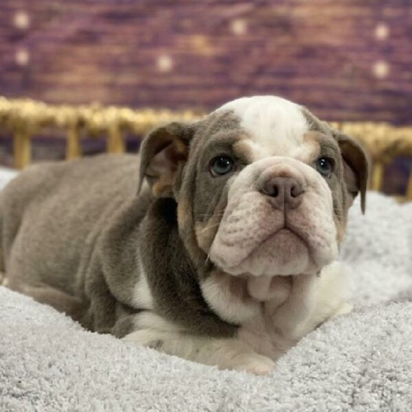 English Bulldog-DOG-Male-Blue and Tan-4721-Petland Woodlands, TX