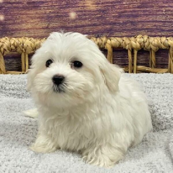Maltese-DOG-Female-wh-4726-Petland Woodlands, TX