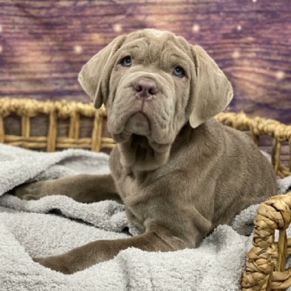 Neapolitan Mastiff-DOG-Male-twny-4744-Petland Woodlands, TX