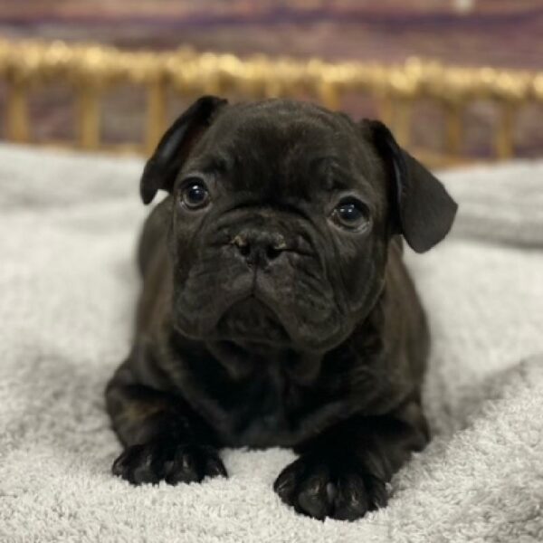 French Bulldog-DOG-Male-brdl-4748-Petland Woodlands, TX
