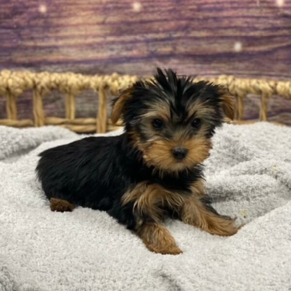 Yorkie-DOG-Male-blk & tn-4741-Petland Woodlands, TX