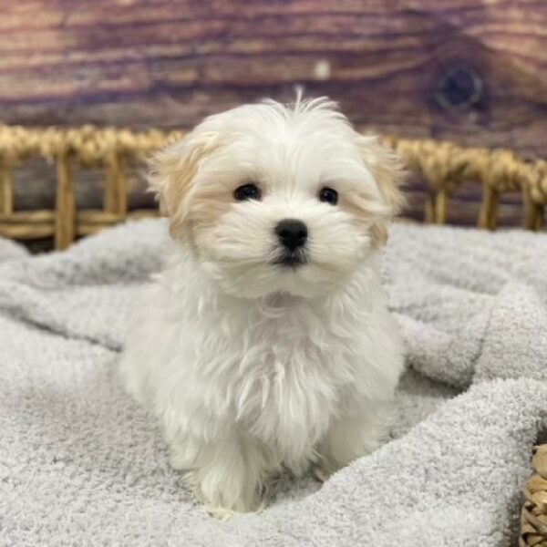 Maltese-DOG-Male-wh-4746-Petland Woodlands, TX
