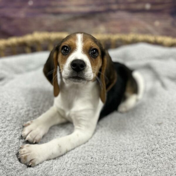 Beagle-DOG-Female-Black White and Tan-4734-Petland Woodlands, TX